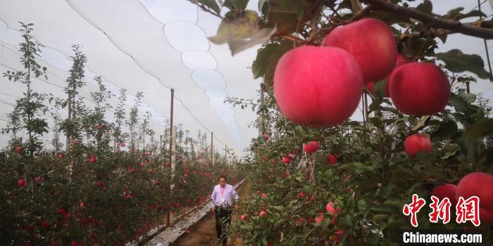 图为甘肃平凉多地推广种植的矮化密植苹果。(资料图) 魏建军 摄