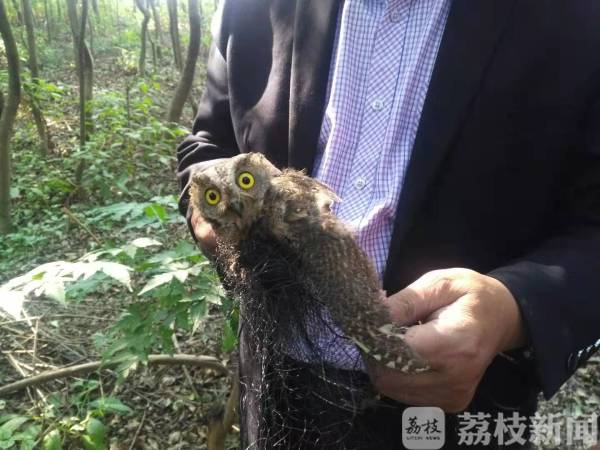 有人“围剿”野鸟！江苏高邮林业部门迅速出击……