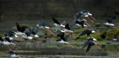 湖北恩施：近百只黑翅长脚鹬现身湿地公园