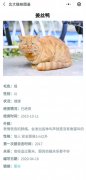 北大学生为校园流浪猫做图谱 一小时引60万次网友＂赏猫＂