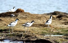 第九届沙湖国际观鸟节系列活动将于5月1日启幕