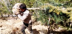 今年起 西藏将试行营造林先造后补