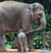 广州：亚洲象家族再添新丁
