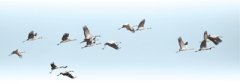 吉林采取多种措施保护湿地生态 春风吹 候鸟归